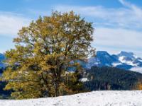 In winterlicher Landschaft mit Herbstbaum